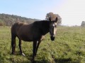 Klacz Bogatka