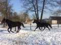 Szczegóły : Konie małópolskie
