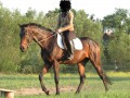 Ogier - pełna krew angielska