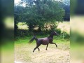 Szczegóły : Konie arabskie, klacz, 12 lat, 15 hh, kare O: MVA Imperial Colours | MF: Focus Fanali