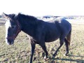 Szczegóły : Sprzedam wałaszka 