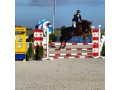 Szczegóły : Klacz do małego sportu pilna sprzedaż 