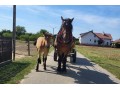 Sprzedam 5-cio letnią klacz zimnokrwistą 