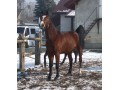 Szczegóły : Udostępnię bezpłatnie do jazd 11 letnia klacz