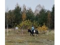Szczegóły : Klacz źrebna siodło bryczka