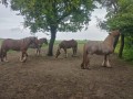 4 klacze rasy zimnokrwistej na sprzedaż 