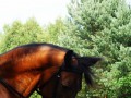 Szczegóły : 8-letnia klacz po Equin oo