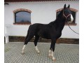 Joram
