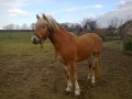 koń ogier haflinger