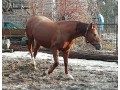 Sprzedam klacz Arkadia rasy małopolskiej 