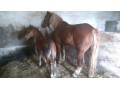 Szczegóły : Sprzedam konie 