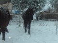 Szczegóły : sprzedam ślązaka