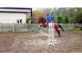 Sprzedam przyszłościową klacz do sportu 