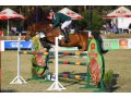 Szczegóły : Westfalski wałach do sportu