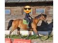 Szczegóły : Sprzedam klacz