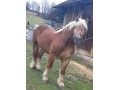 Szczegóły : Sprzedam ogiera 3 letniego 