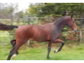 Szczegóły : klaczka 2016 Accuse (ACORD II x CALYPSO II) m. HUZAR AA (JALIENNY)