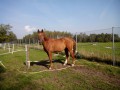 Szczegóły : Piękny wałach, dressage