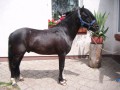 wałaszek typ waijski 120 cm 