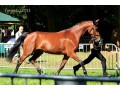 Klacz po Pegasus HB kwpn źrebna Ulco kwpn
