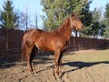 Szczegóły : OGIERA AQH SPRZEDAM