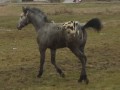 Szczegóły : sprzedam