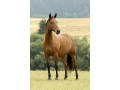 Kupie Konia od 3 do 5 lat 