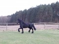 Szczegóły : sprzedam fryza
