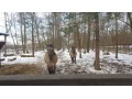 Szczegóły : koniki polskie - sprzedam klacz i wałacha