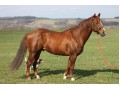 Szczegóły : Stanówka Ogierem AQHA