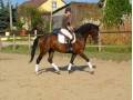 klacz do sportu