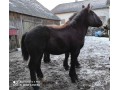 Szczegóły : Sprzedam źrebaka