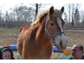 Walach Haflinger Buddy