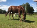 Szczegóły : Sprzedam wałacha 