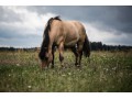 Szczegóły : fiord wałach 11 lat