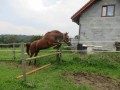 sprzedam wspaniałą klacz 