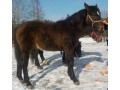 Koń śląski, ogier, 8 miesięczny