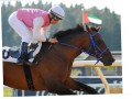 Szczegóły : STanowka  ** SARTEJANO / Dormane  ** TOP MASZYNA  WYSCiGOWA