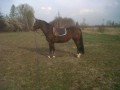 Belis