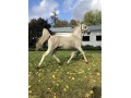 Szczegóły : Uznany Ogier czystej krwi arabskiej, syn GAZAL AL SHAQAB