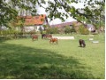 Szczegóły : Wolne boksy