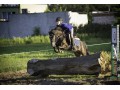 Szczegóły : Stanówka ogierem BERNY kuc 
