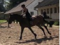 Szczegóły : instruktor/stajenny/praca wakacyjna