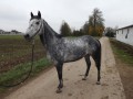 Sprzedam konia REALLY FAST