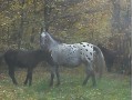 sprzedam klacz ze żrebakami