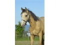 Szczegóły : Roczny ogierek przecudnej maści 