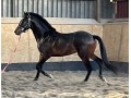 Szczegóły : Koń do sportu 3 lata