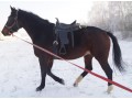 Sprzedam klacz śląską 