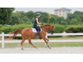 Szczegóły : Klacz na duzy sport 4 lata