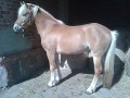 Szczegóły : ogier Haflinger